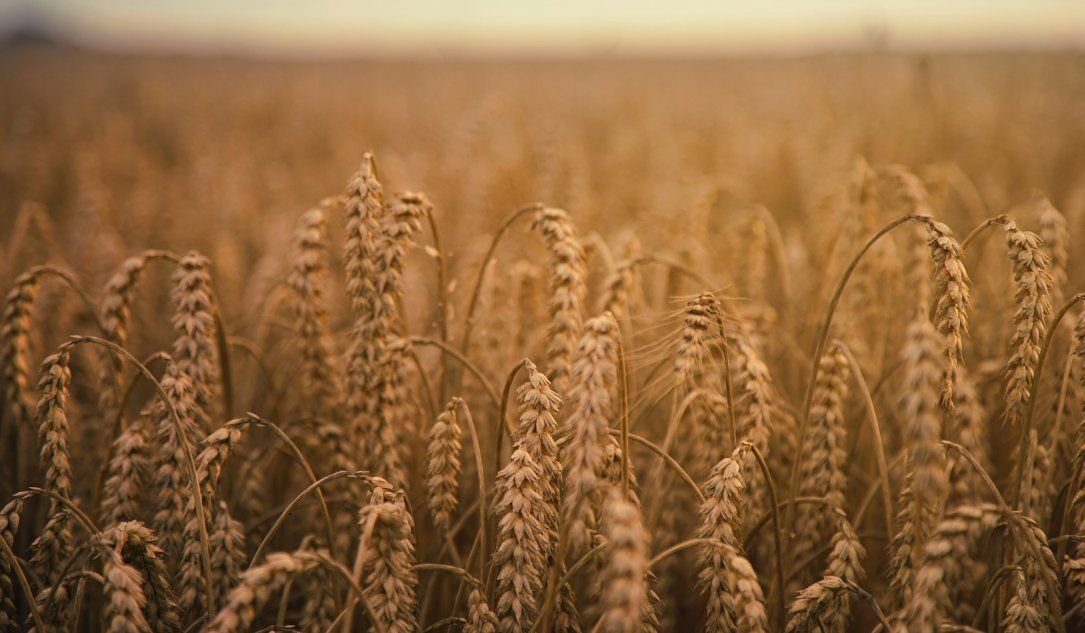 russian-hackers-teamed-up-to-wipe-data-at-ukrainian-grain-firm