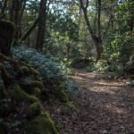 ‘Aokigahara’ Stealer Targets ‘Developer Keyrings’ & AI Assistants